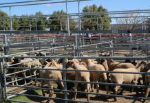 Wool Market Report