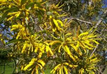 Happy wattle day