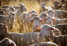 Wool Market Report