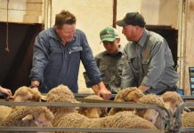 Northern Merinos on the market