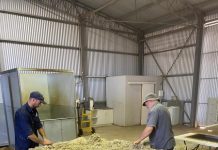 Shorn wool production set to increase