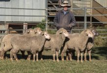 Queensland Merino flock boost lamb survival