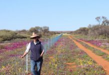 Managing wild dogs a community concern