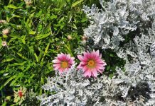 Blooming groundcovers