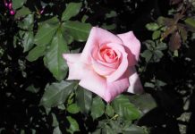 A rose tribute to Queen