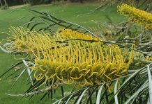 Grevillea time in west