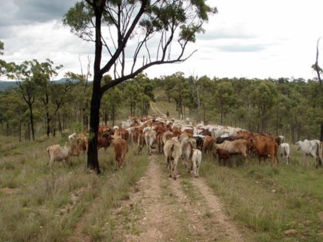 cattle_307060_01.jpg