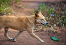 Dingo euthanised after attacks on K’gari