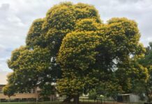 Plant Aussie green and gold