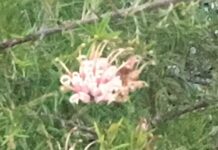 The rain brings garden surprises