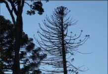 Bunya pines are dying