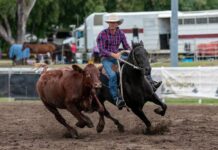 Hall of Fame set to host campdraft