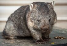 Wombat burrows help other critters survive after fires
