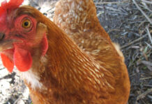 Egg supply warning as deadly bird flu outbreak spreads