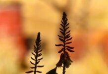 A morning in the Garden