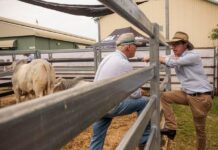 Labor is neglecting our beef corridors
