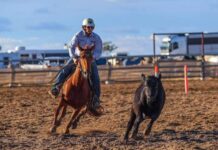 Campdraft captivates the town