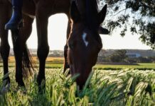 Longreach Community Events Billboard