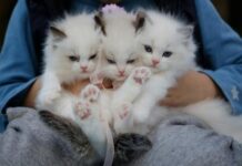 On This Day: National Kitten Day!