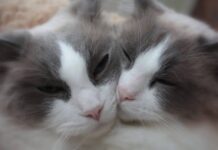 On This Day: International Cat Day!