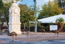 Emus are talk of the town