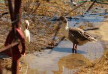The saga of the settle geese
