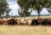 Beef producers drive bullish sentiment for rural Queensland