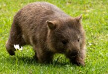 On This Day: Wombat Day!