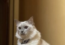 On This Day: National Cat Day!