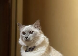 On This Day: National Cat Day!