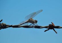 Day spent tying barb