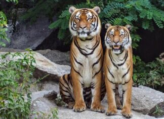 On This Day: International Animal Rights Day!