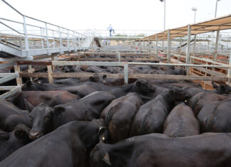 Cattle numbers surge at Roma