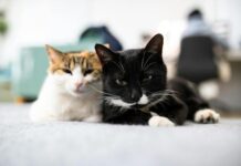 On This Day: National Love Your Pet Day!