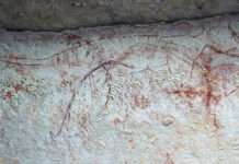 Thylacines maybe lived on mainland longer than thought