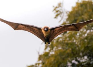 On This Day: International Bat Appreciation Day!