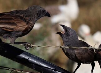 Behold, the Apostlebird